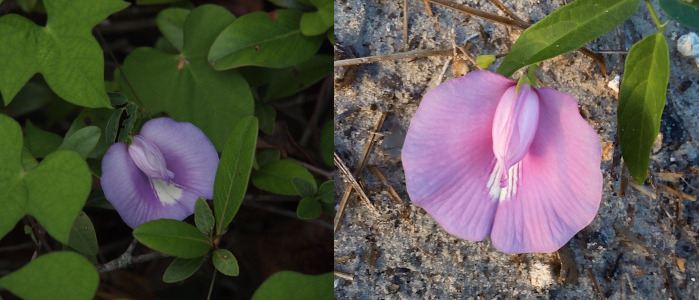 [Two photos spliced together. On the left is one bloom. This flower has one large petal which has a white spot in the center while the rest is light purple. Coming from one side toward the white spot is a pea shaped light purple piece. The sole blooms sits amid a plethora of green leaves. On the right is a single bloom which has a pinkish purple tint and sits just above the sandy ground. This blooms has a smaller white patch than the other bloom. Two long thin green leaves are on the upper right.]